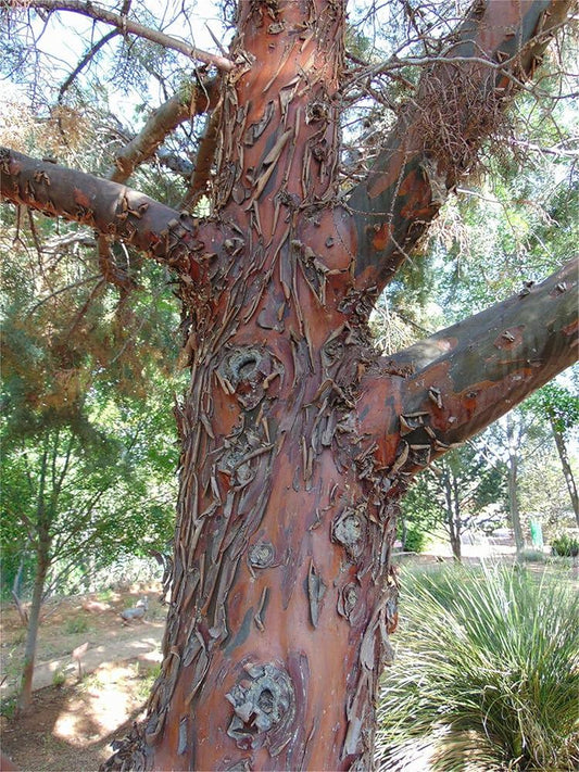 Cupressus Arizonica Patio Tree - View 1 from www redcrocus com
