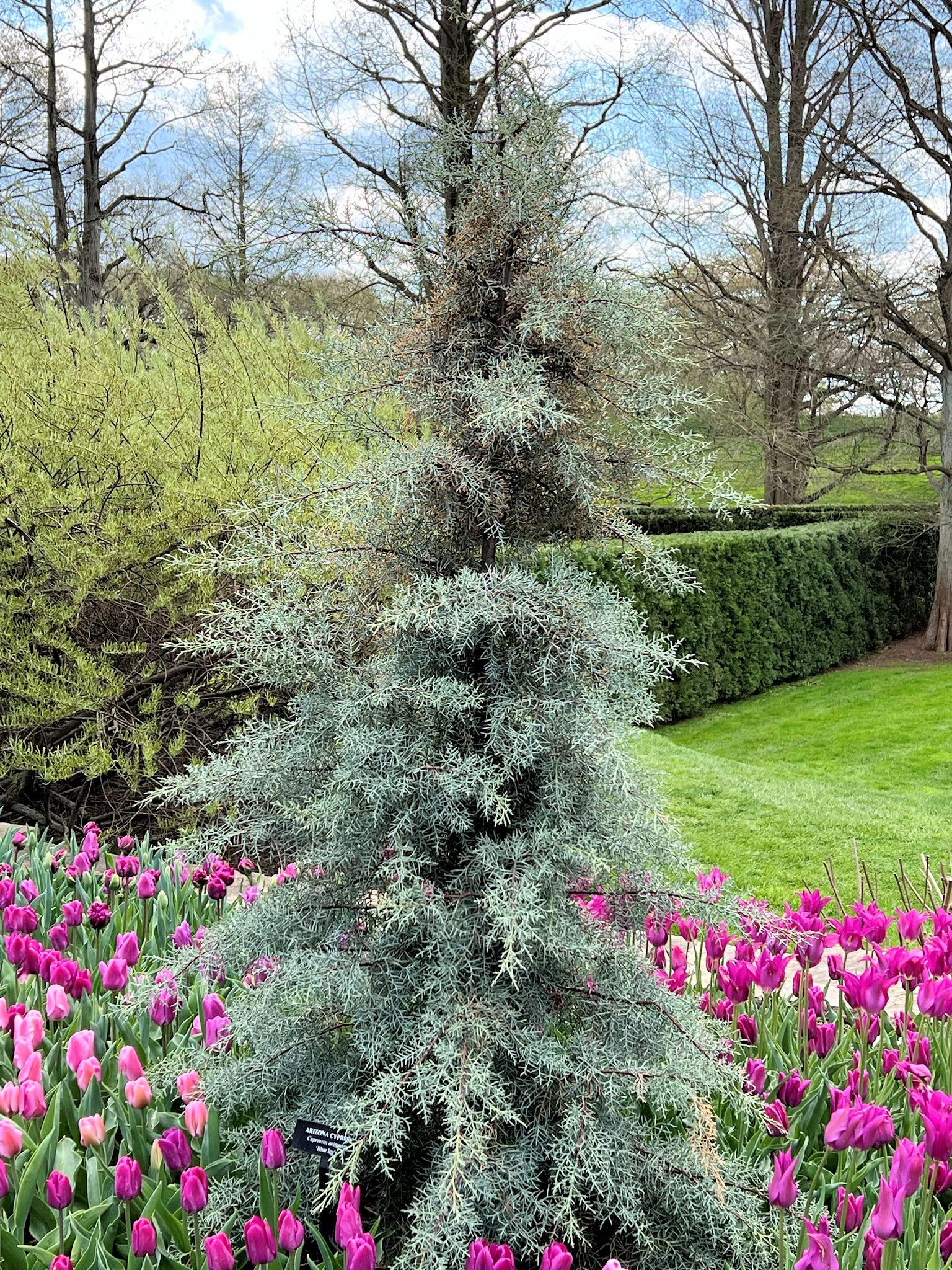 Cupressus Arizonica Globe - View 13 from www redcrocus com