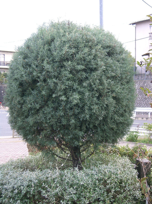 Cupressus Arizonica Globe - View 1 from www redcrocus com