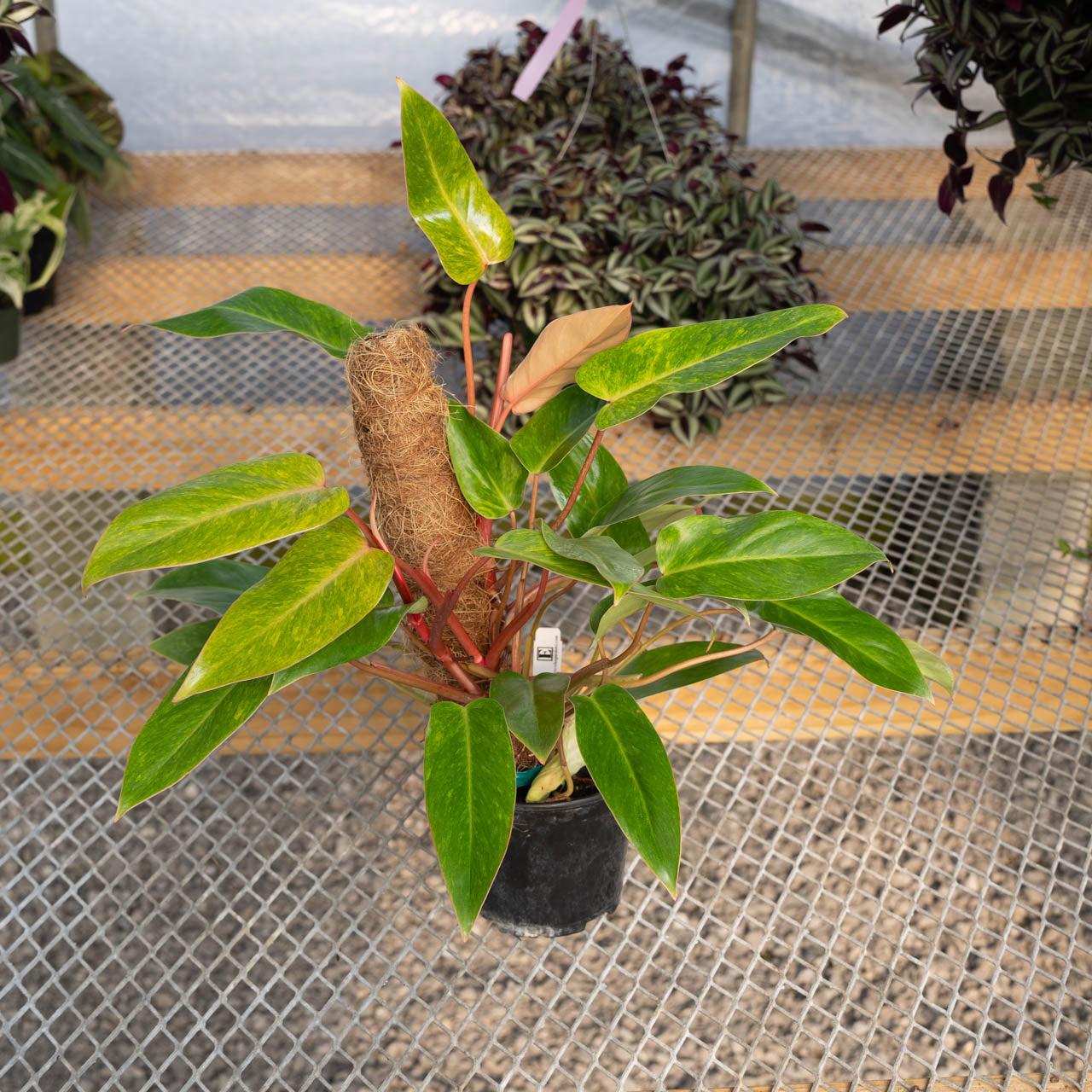 Philodendron 'painted Lady' - View 11 from www redcrocus com