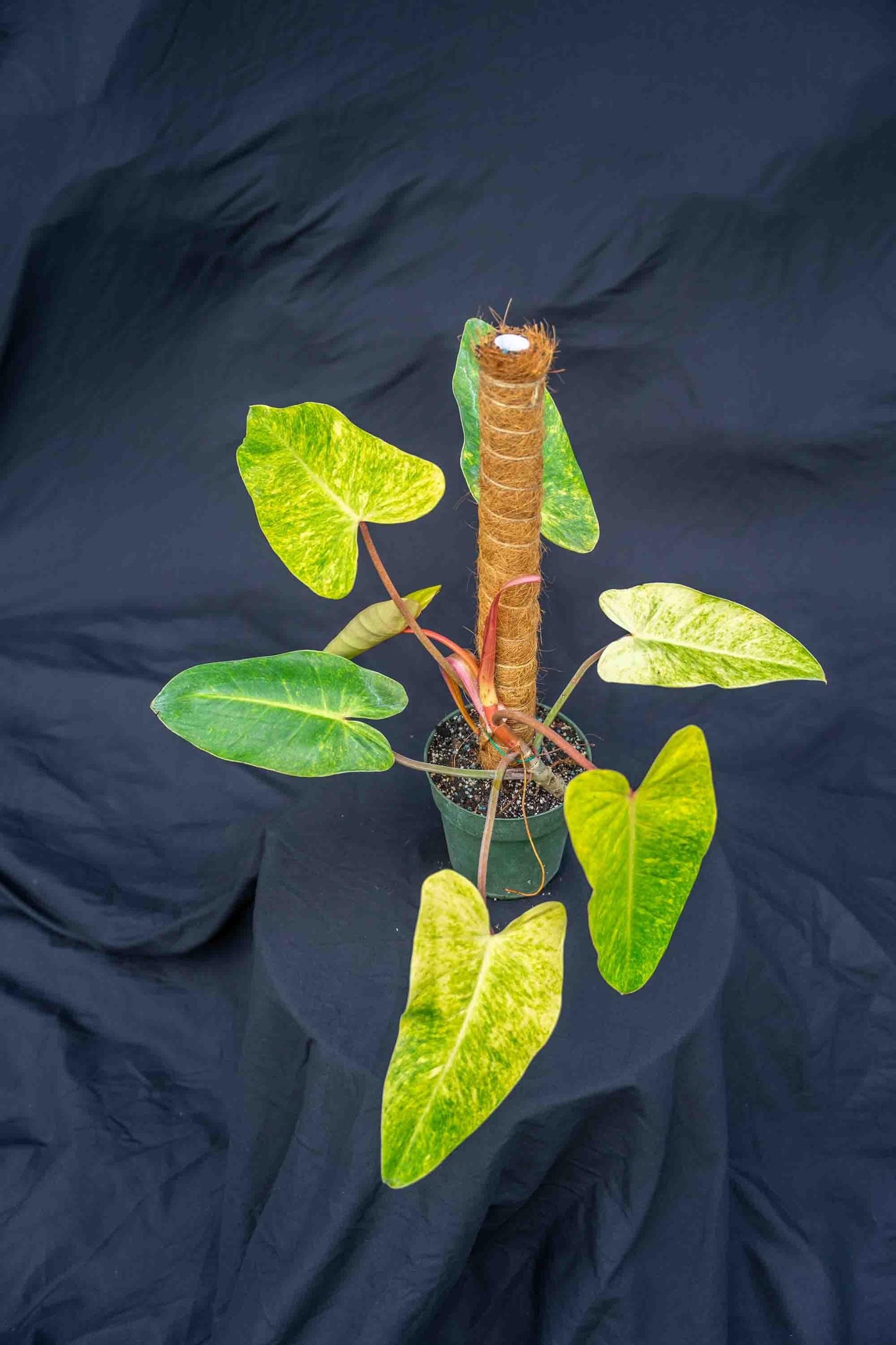 Philodendron 'painted Lady' - View 18 from www redcrocus com