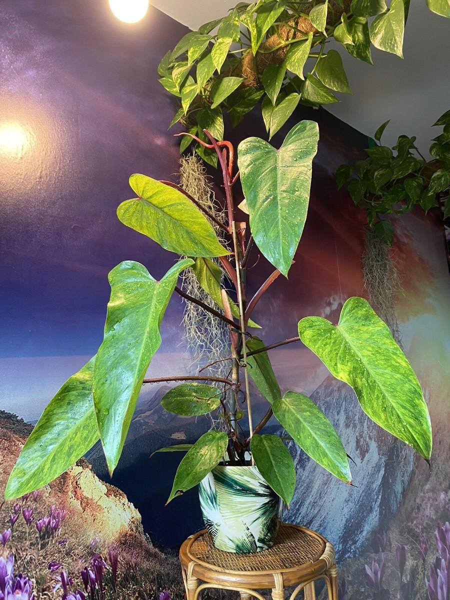 Philodendron 'painted Lady' - View 19 from www redcrocus com