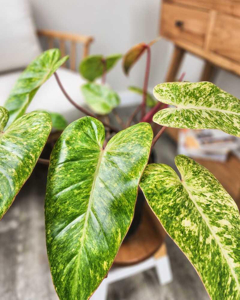 Philodendron 'painted Lady' - View 1 from www redcrocus com