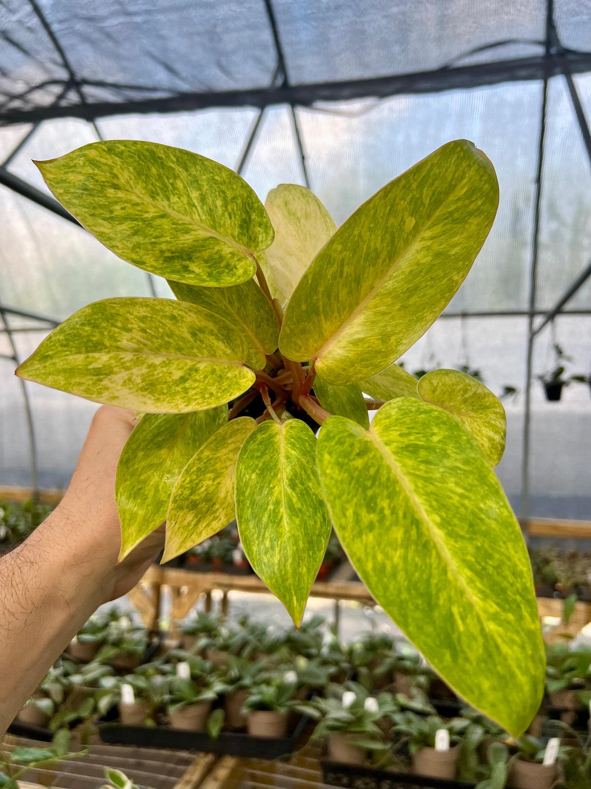 Philodendron 'painted Lady' - View 2 from www redcrocus com