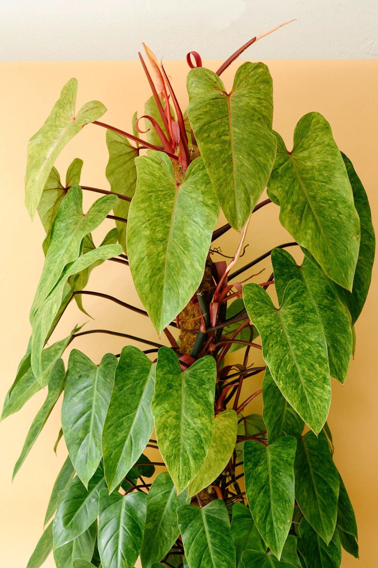 Philodendron 'painted Lady' - View 4 from www redcrocus com