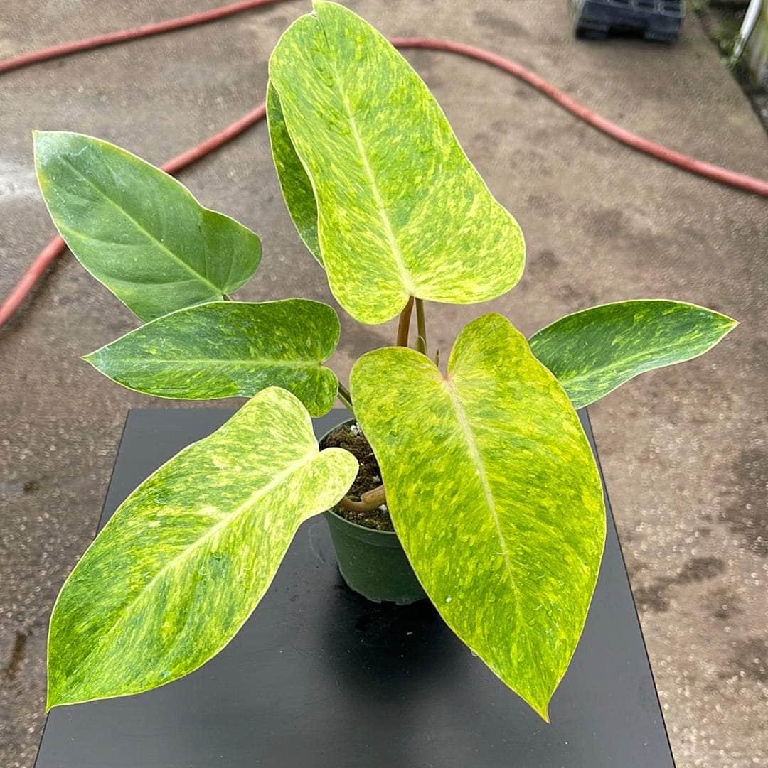 Philodendron 'painted Lady' - View 5 from www redcrocus com