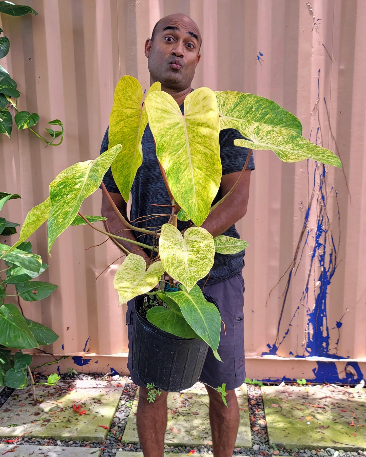 Philodendron 'painted Lady' - View 6 from www redcrocus com