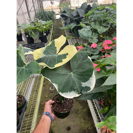 Alocasia Mickey Mouse - View 11 from www redcrocus com