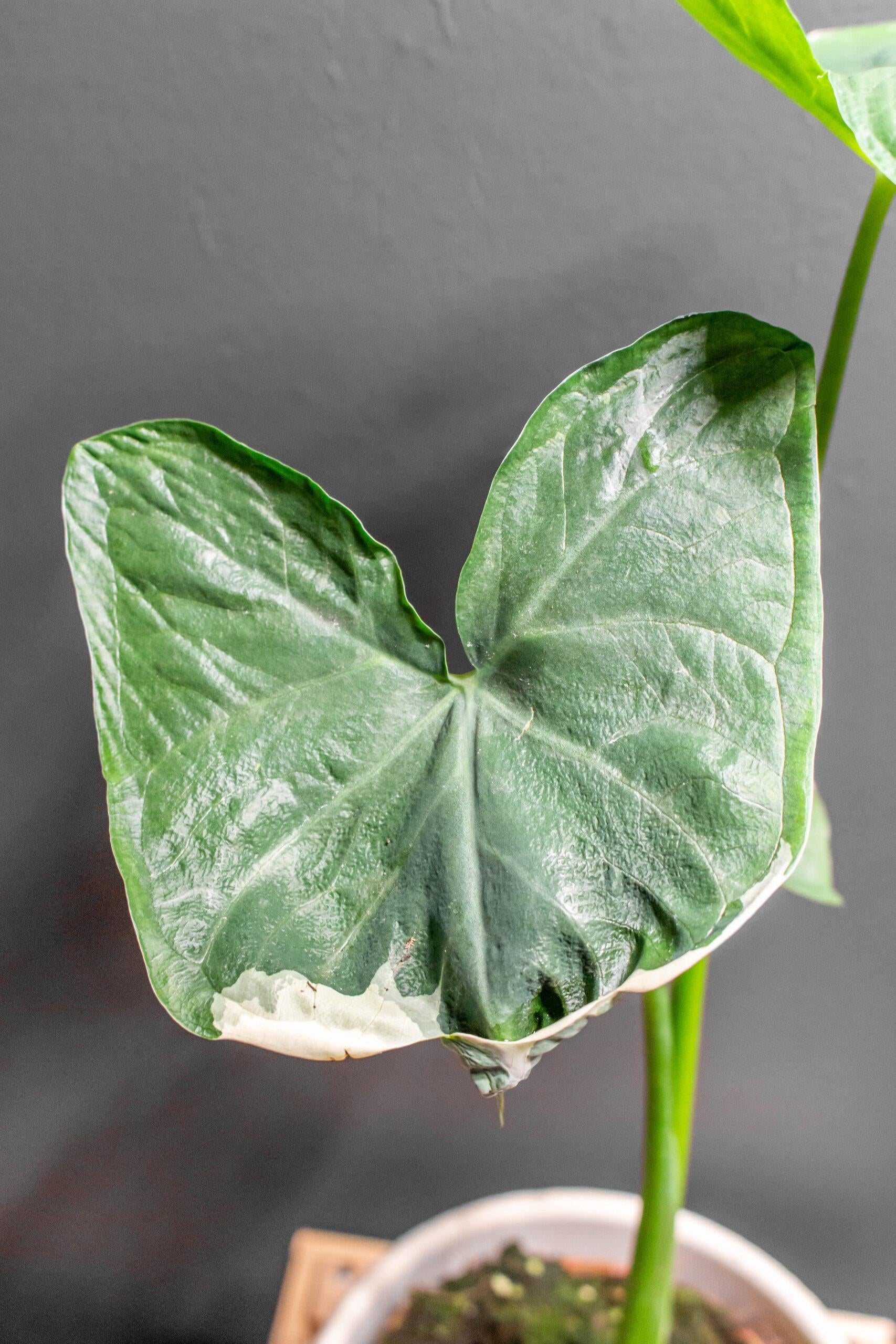 Alocasia Mickey Mouse - View 15 from www redcrocus com