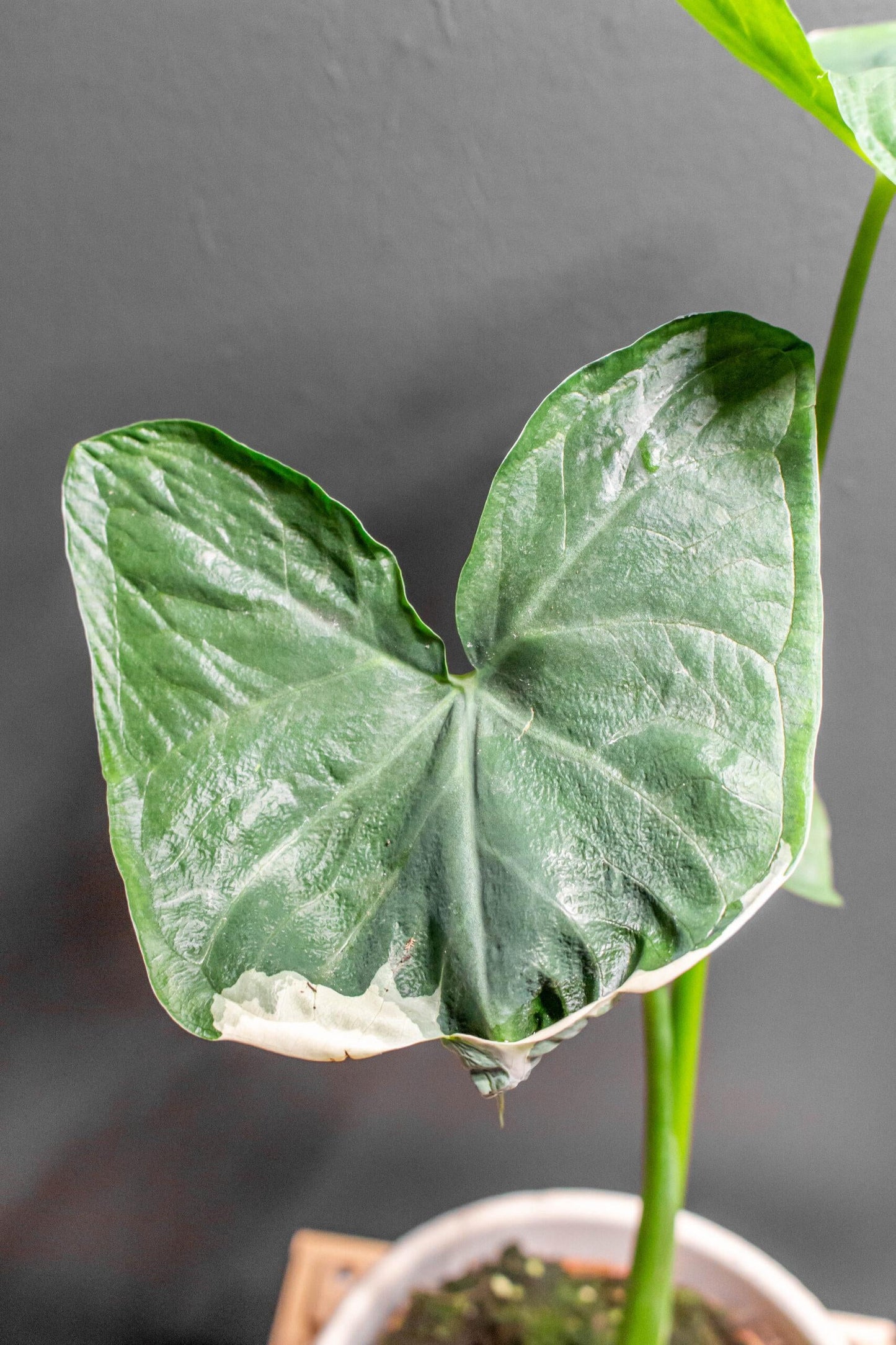 Alocasia Mickey Mouse - View 15 from www redcrocus com