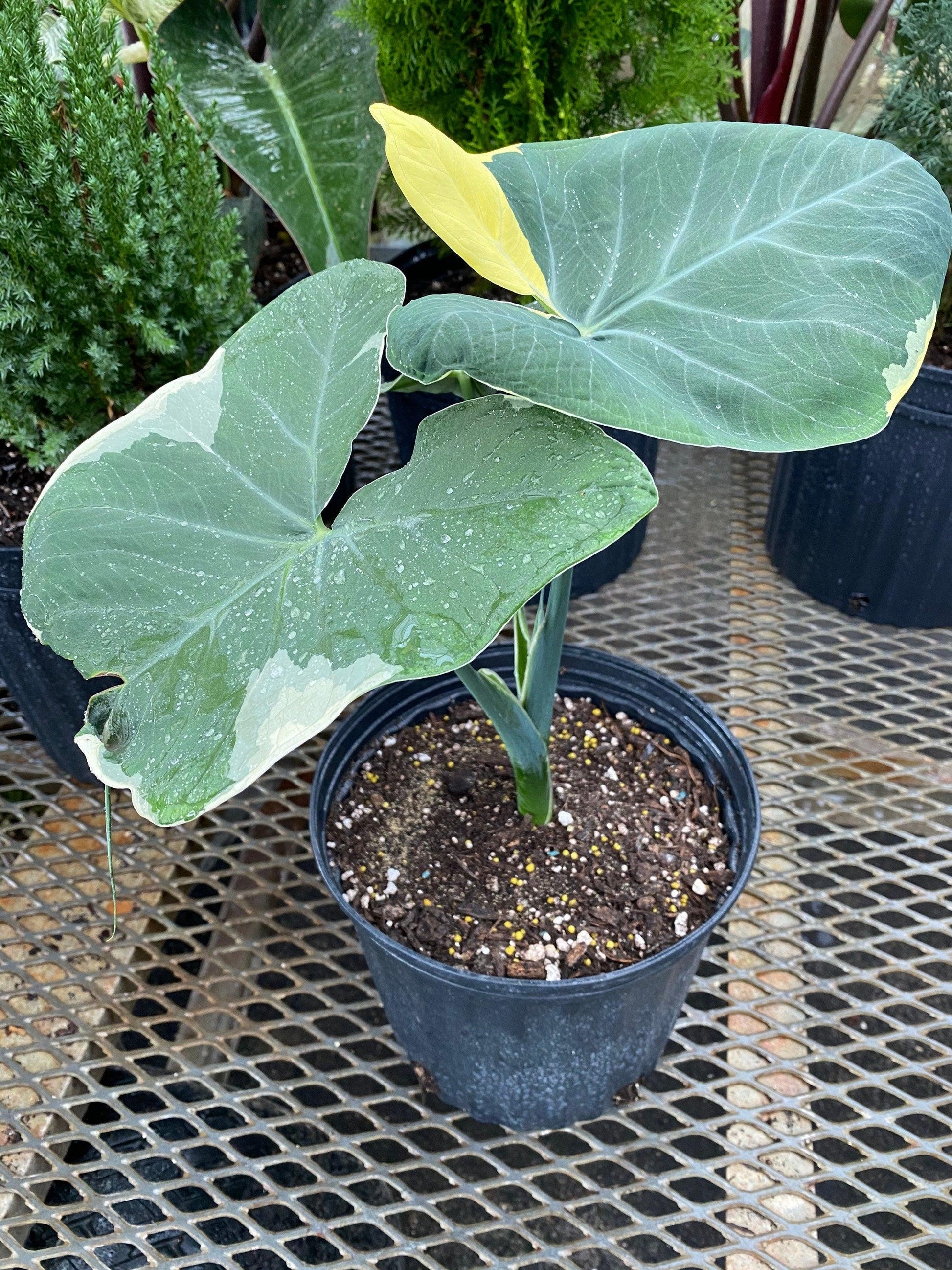 Alocasia Mickey Mouse - View 6 from www redcrocus com