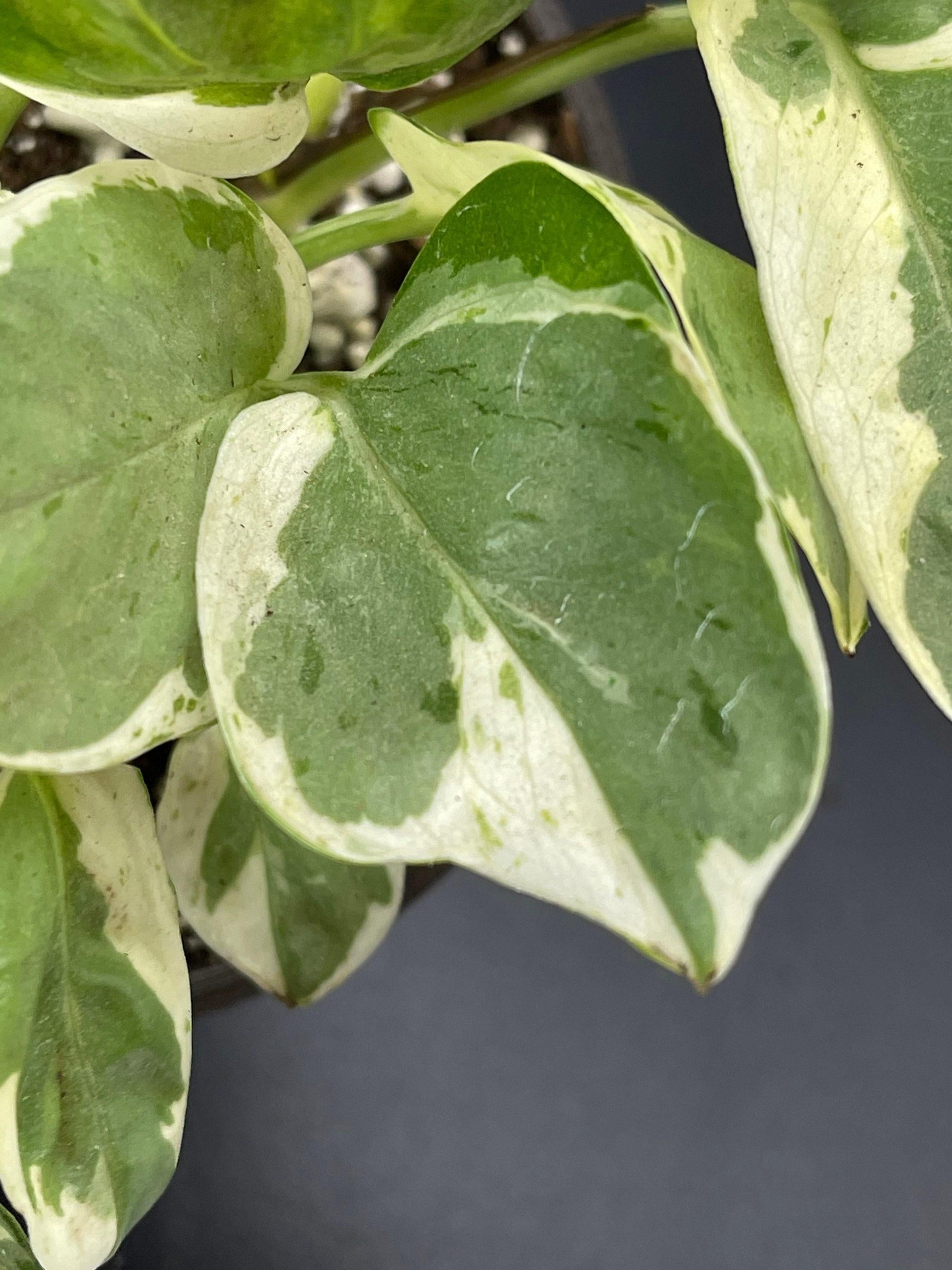 Pothos Epipemnum Pearls And Jade - View 8 from www redcrocus com