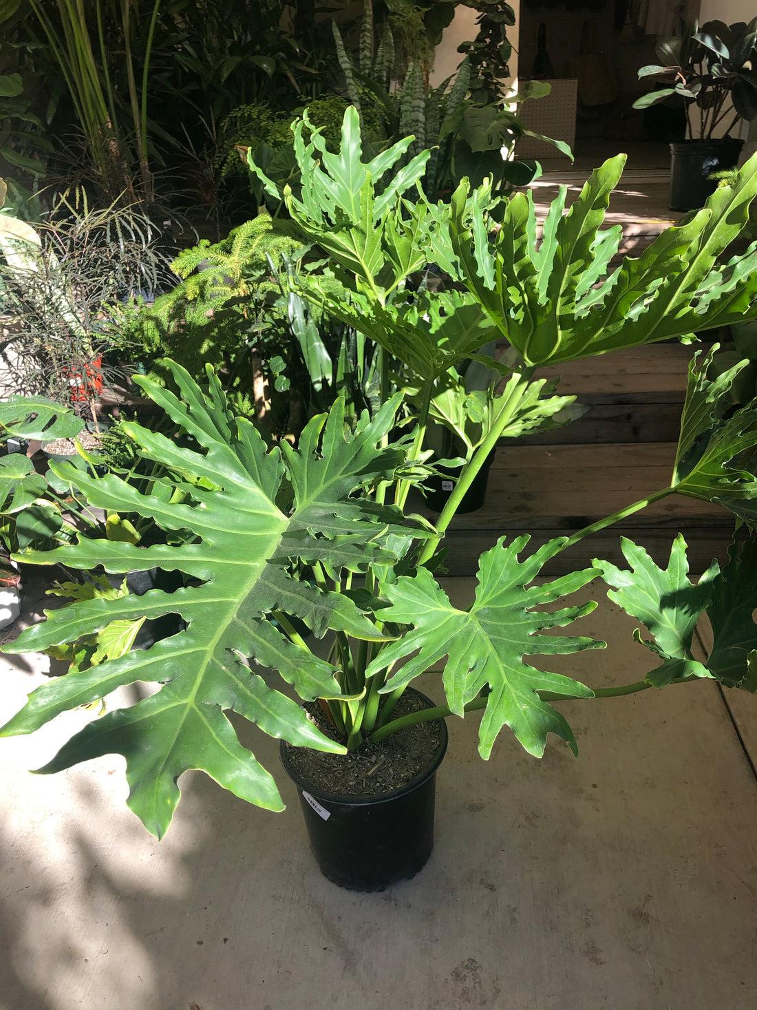 Philodendron 'selloum' - View 10 from www redcrocus com