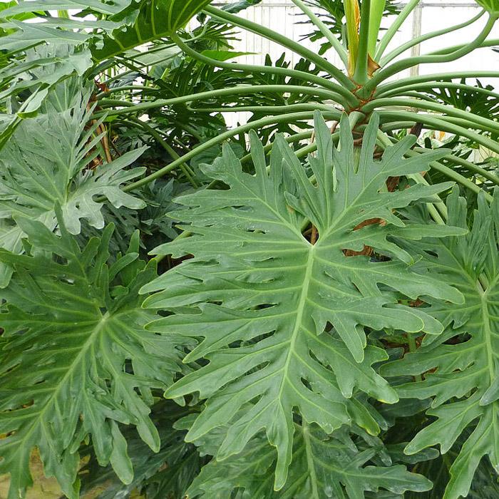 Philodendron 'selloum' - View 12 from www redcrocus com