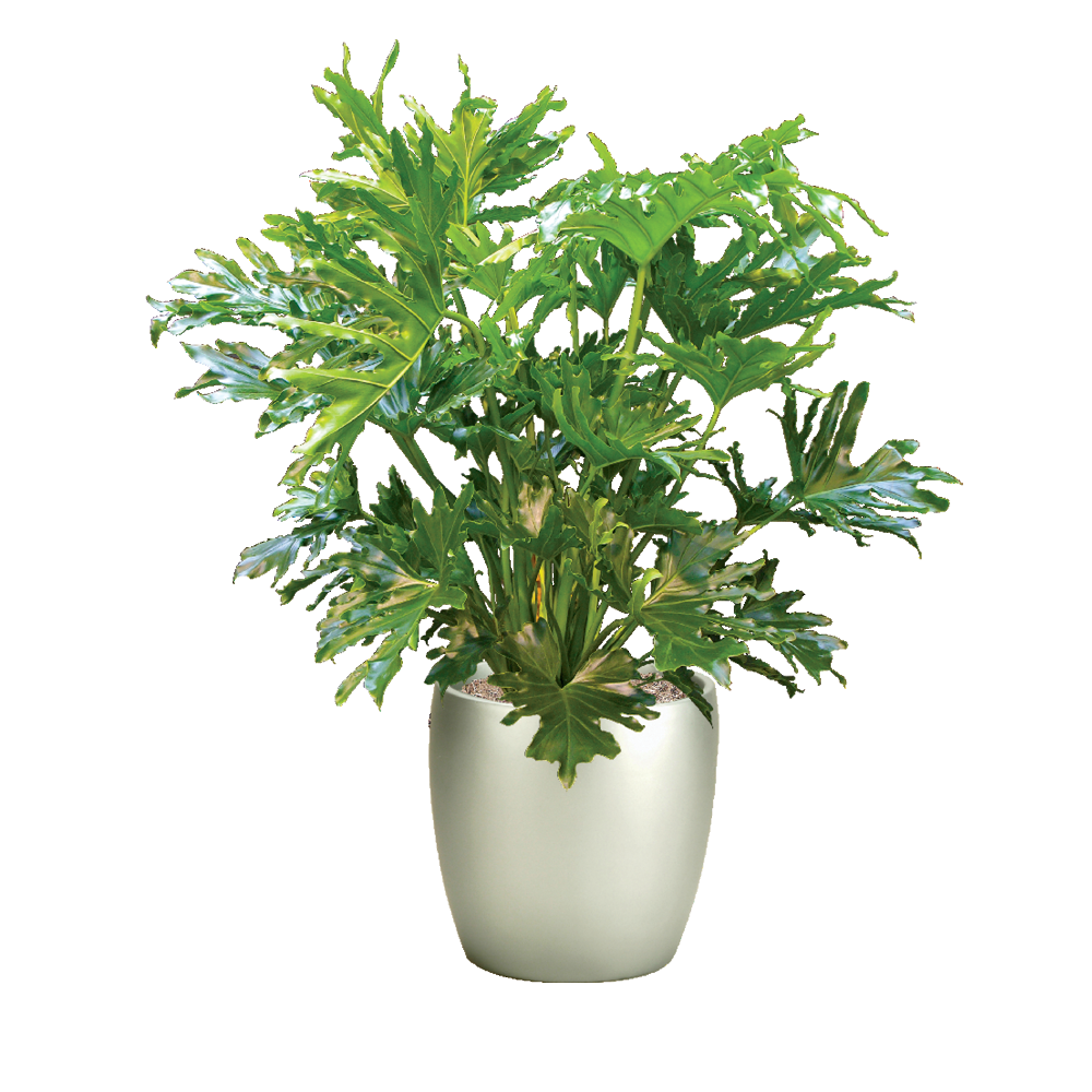 Philodendron 'selloum' - View 14 from www redcrocus com