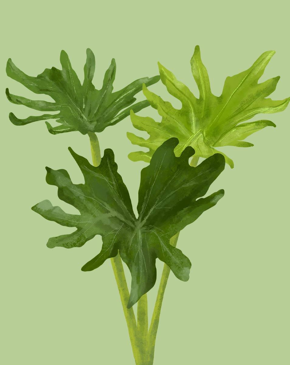 Philodendron 'selloum' - View 15 from www redcrocus com