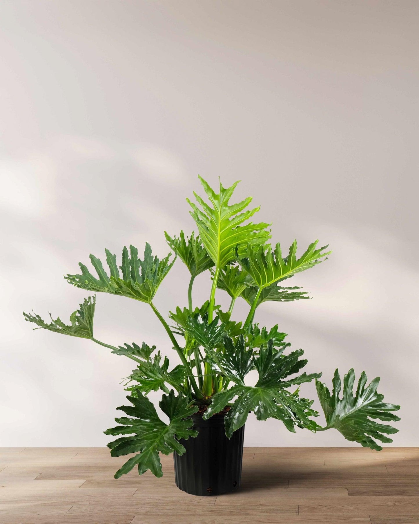 Philodendron 'selloum' - View 16 from www redcrocus com