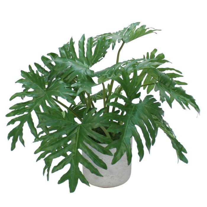 Philodendron 'selloum' - View 19 from www redcrocus com