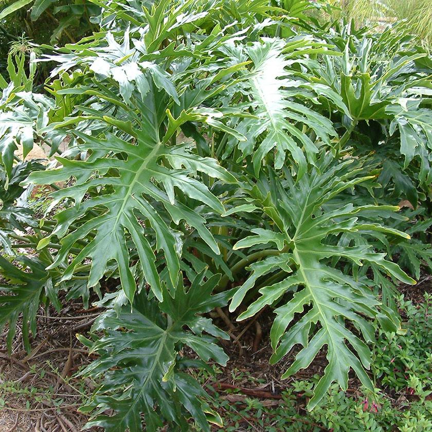 Philodendron 'selloum' - View 1 from www redcrocus com