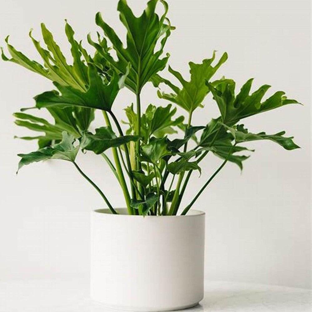 Philodendron 'selloum' - View 21 from www redcrocus com