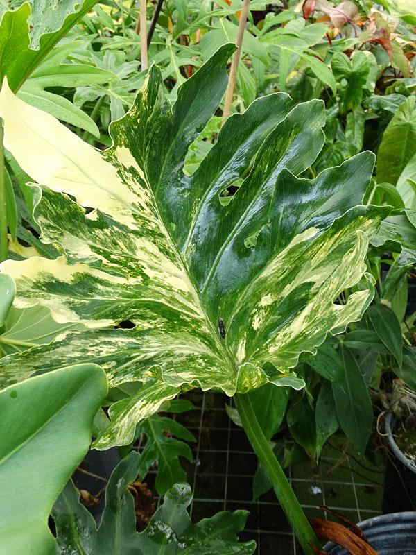 Philodendron 'selloum' - View 23 from www redcrocus com