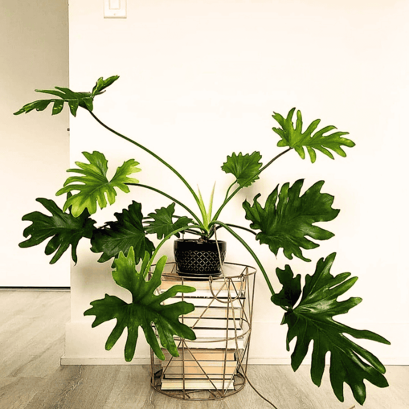 Philodendron 'selloum' - View 25 from www redcrocus com
