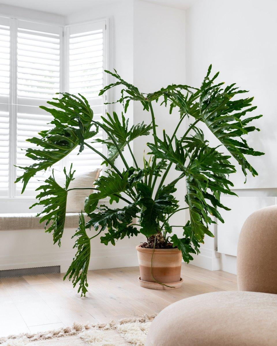 Philodendron 'selloum' - View 27 from www redcrocus com