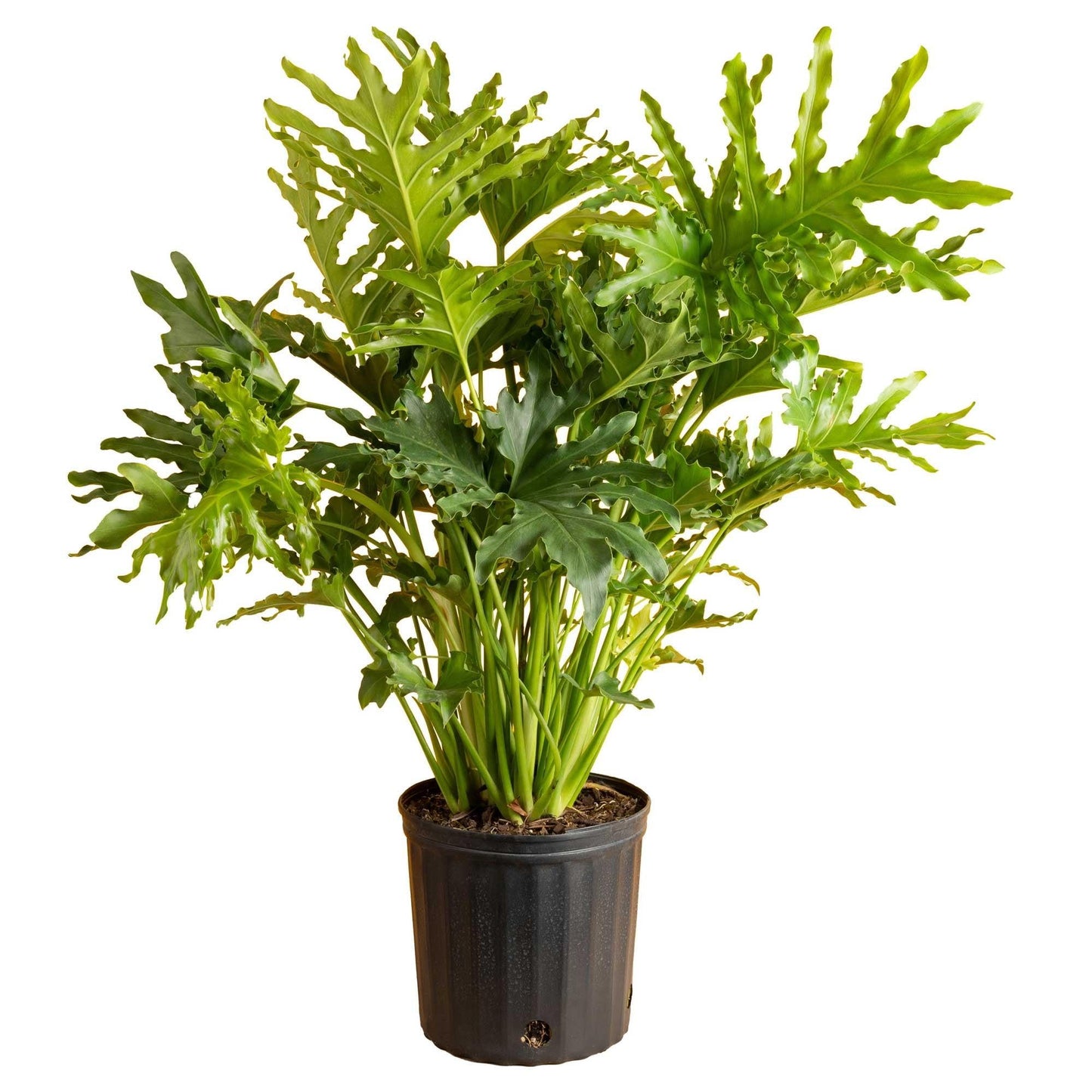 Philodendron 'selloum' - View 31 from www redcrocus com