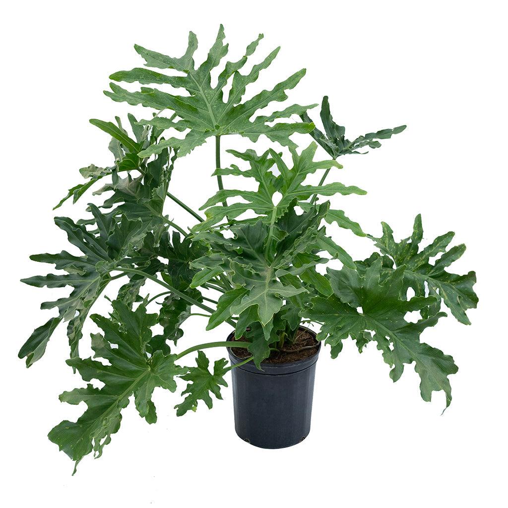 Philodendron 'selloum' - View 32 from www redcrocus com