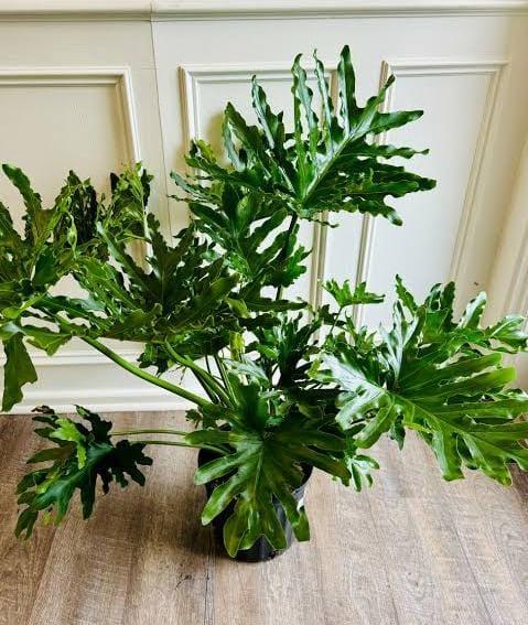 Philodendron 'selloum' - View 34 from www redcrocus com
