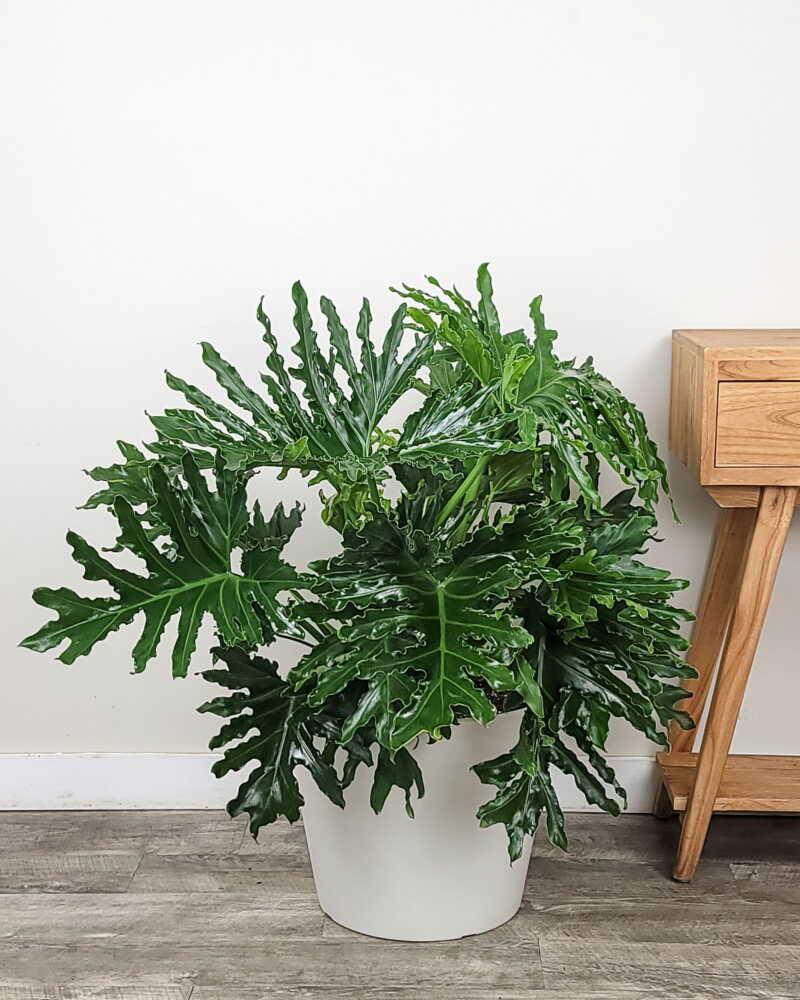 Philodendron 'selloum' - View 35 from www redcrocus com