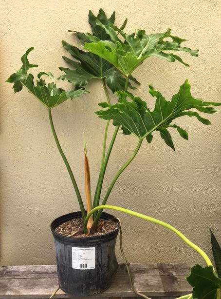 Philodendron 'selloum' - View 3 from www redcrocus com