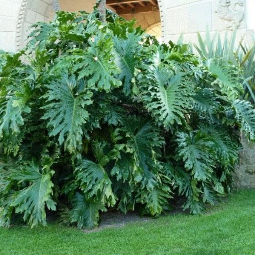 Philodendron 'selloum' - View 5 from www redcrocus com