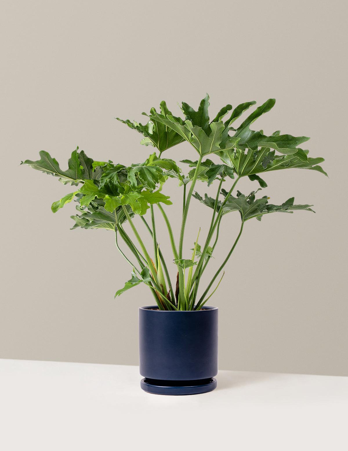 Philodendron 'selloum' - View 6 from www redcrocus com
