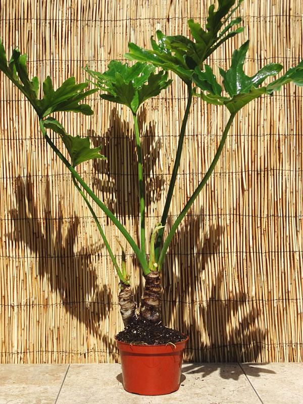 Philodendron 'selloum' - View 9 from www redcrocus com