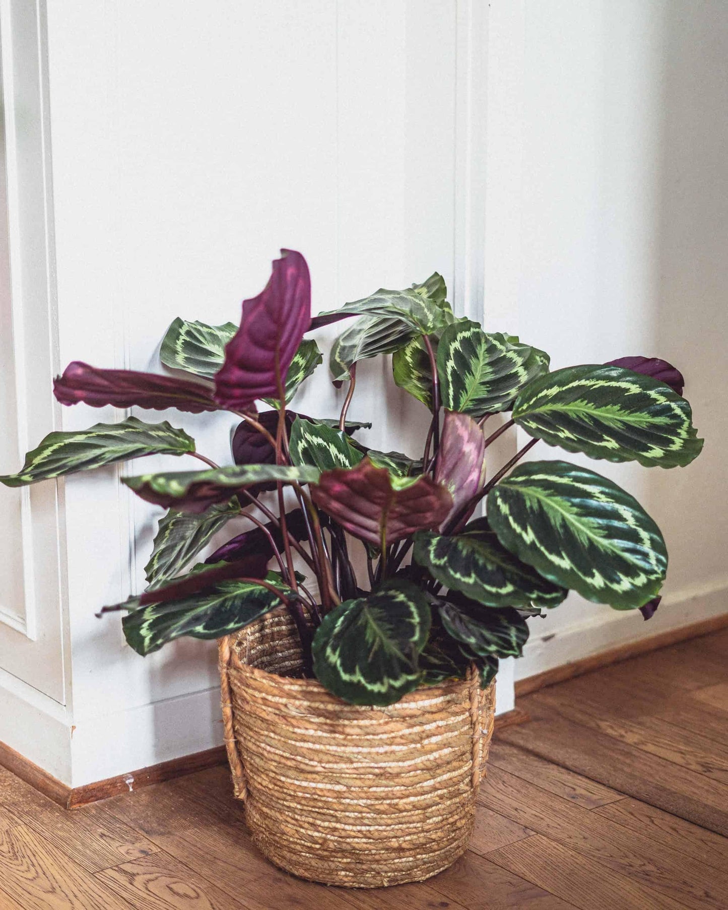 Calathea Roseopicta - View 11 from www redcrocus com
