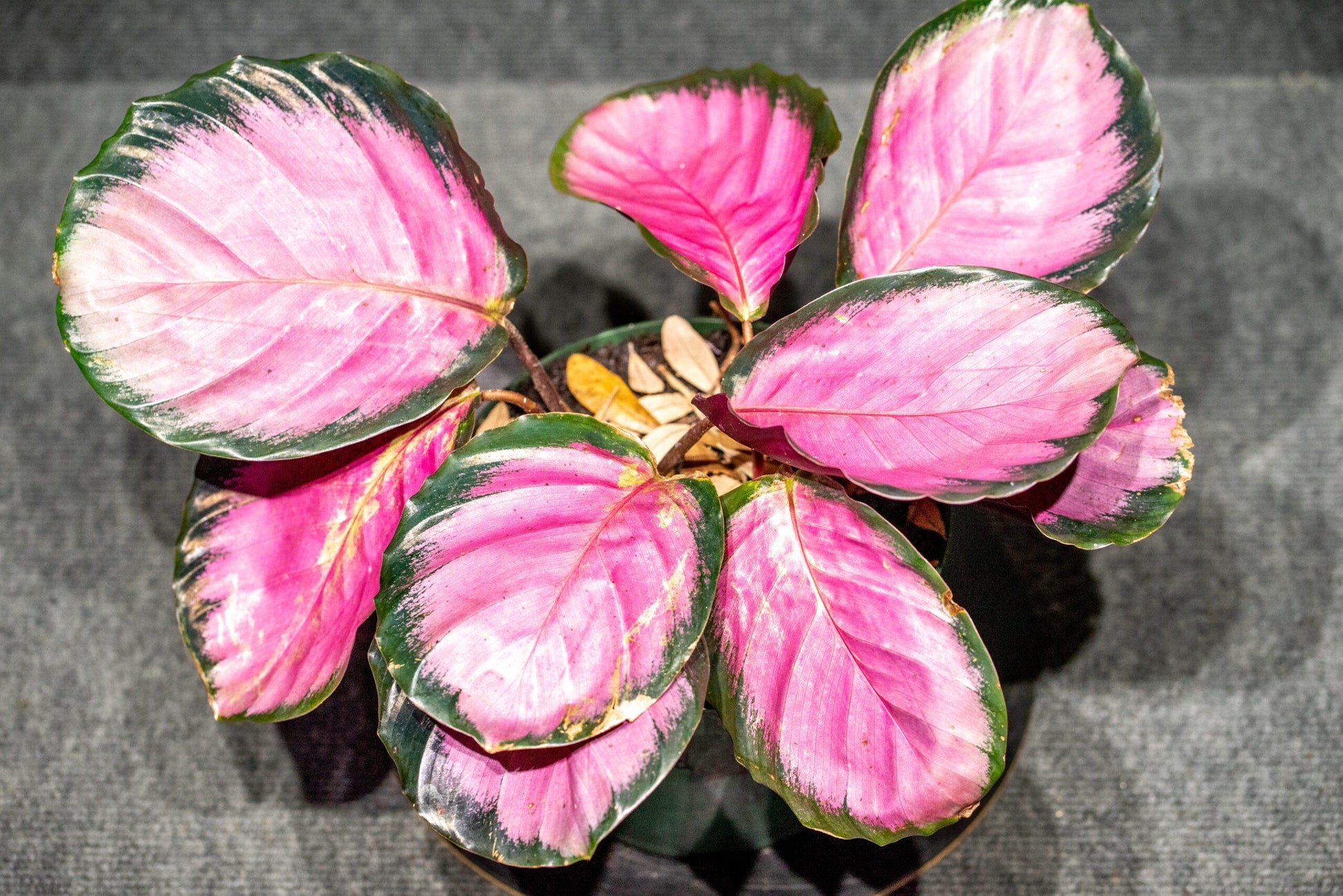 Calathea Roseopicta - View 14 from www redcrocus com