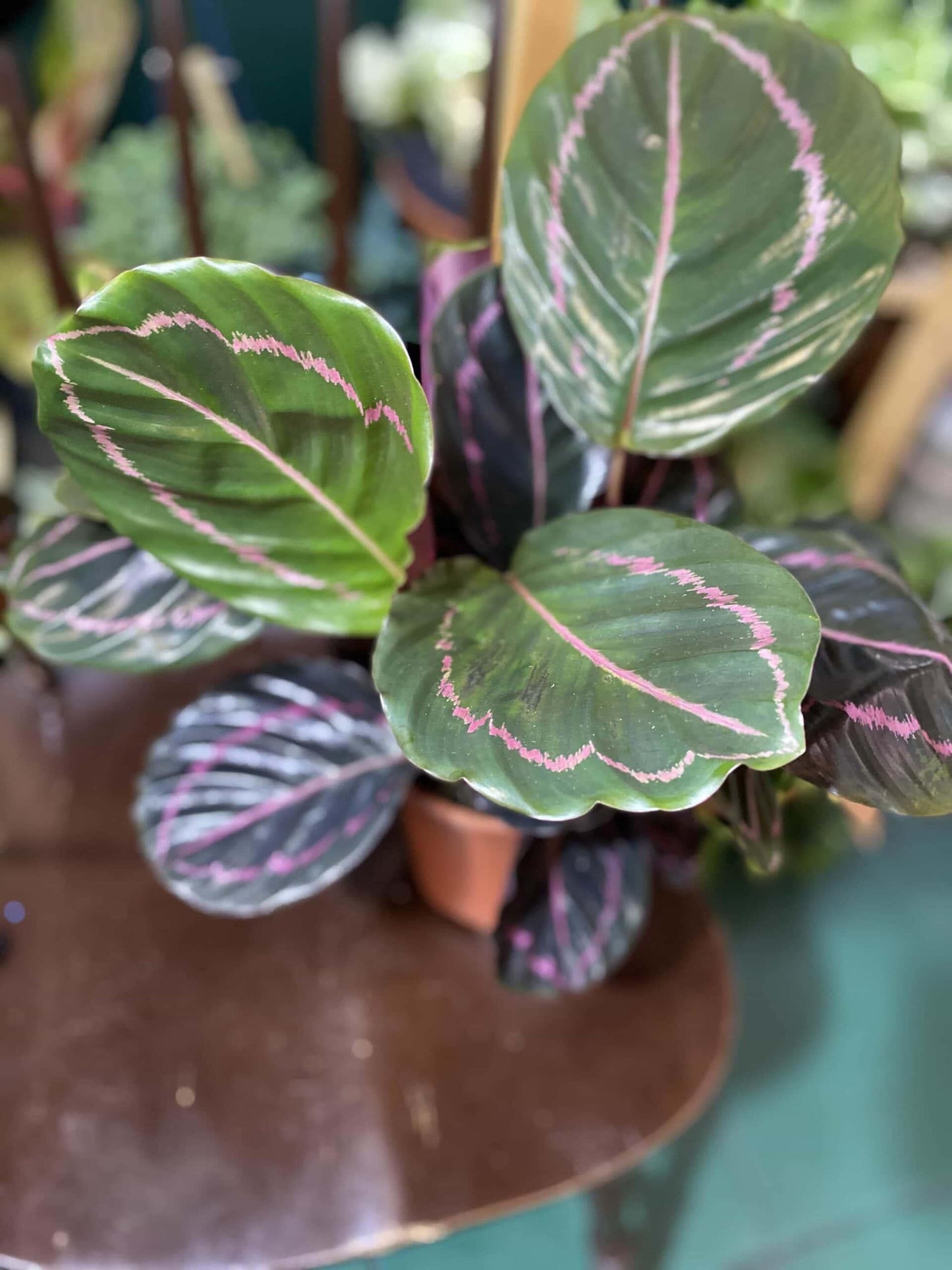 Calathea Roseopicta - View 16 from www redcrocus com