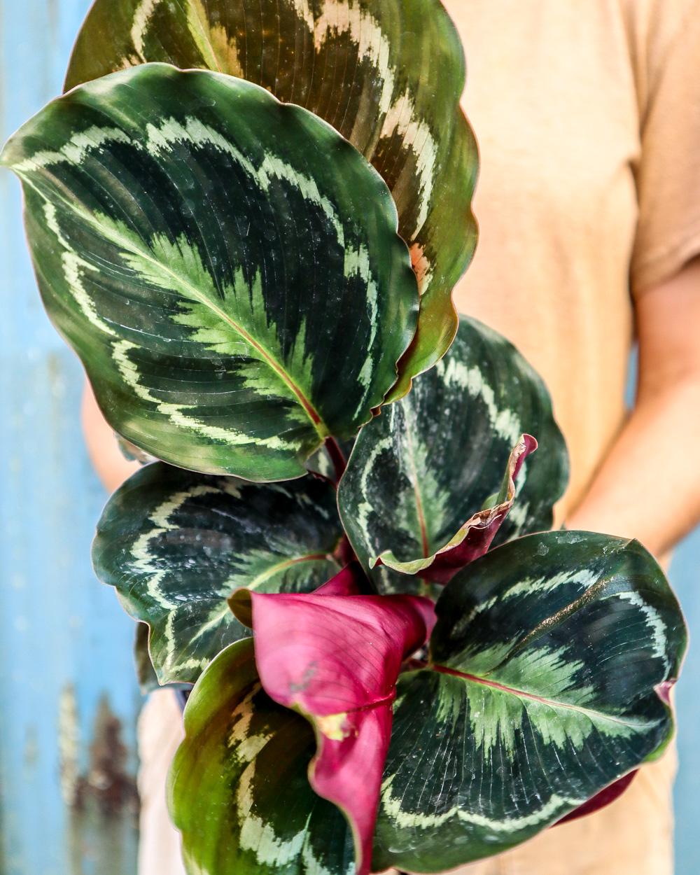 Calathea Roseopicta - View 17 from www redcrocus com