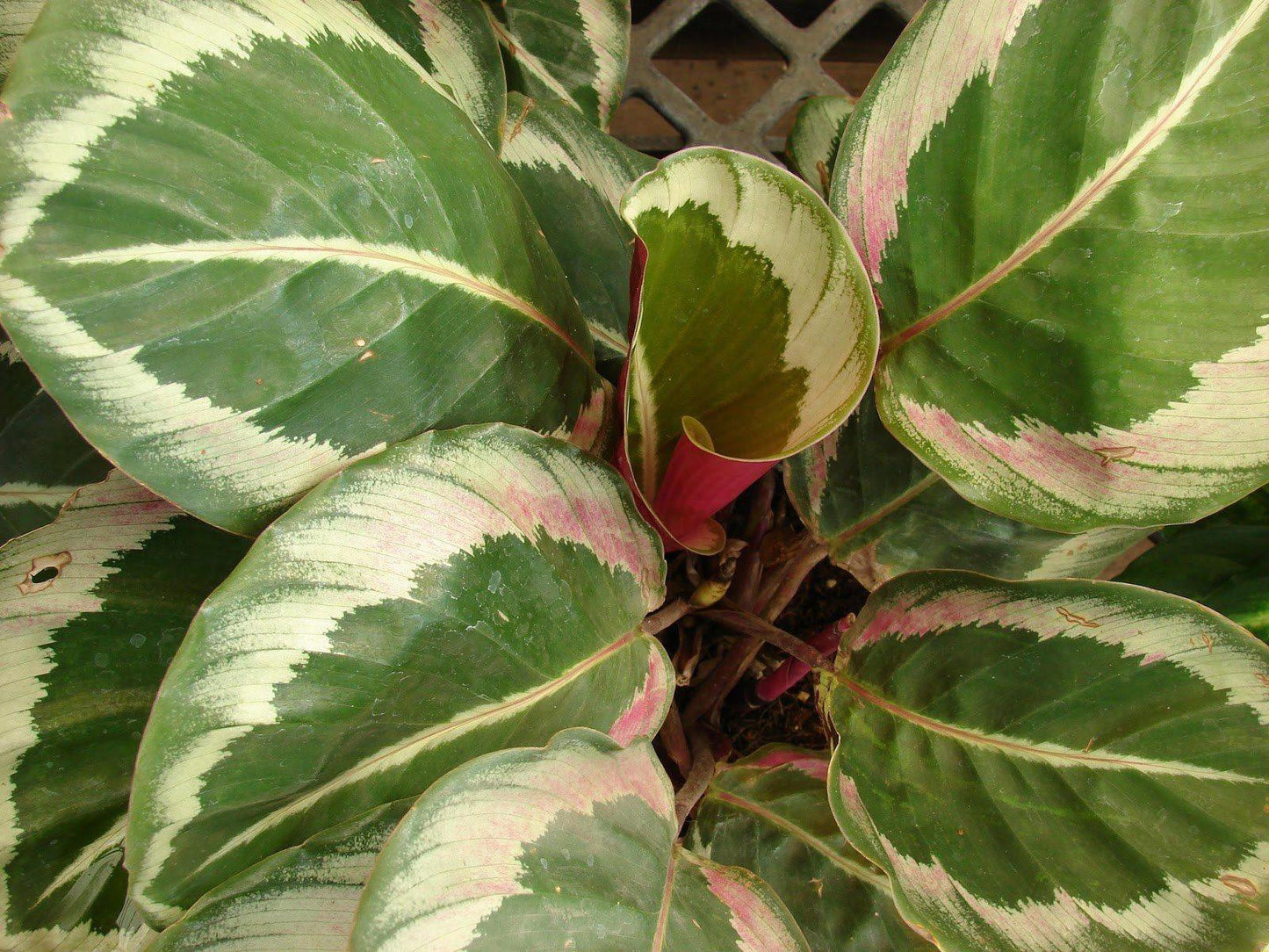 Calathea Roseopicta - View 18 from www redcrocus com