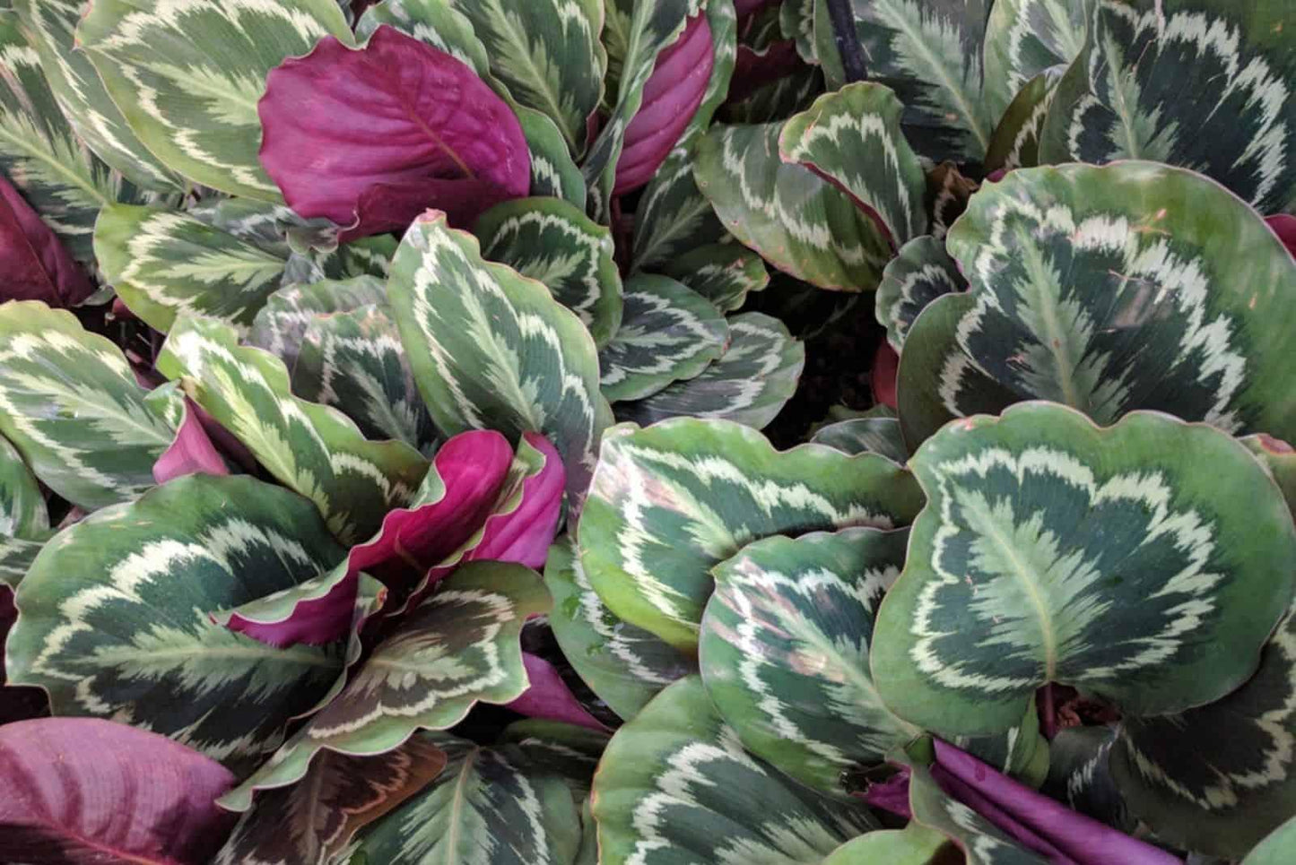 Calathea Roseopicta - View 2 from www redcrocus com