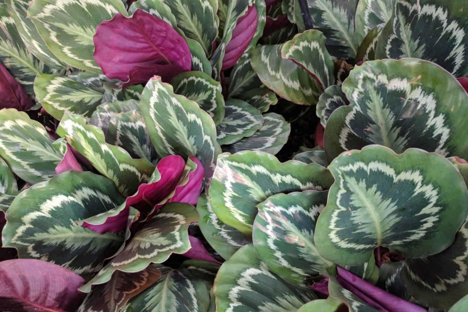 Calathea Roseopicta - View 2 from www redcrocus com