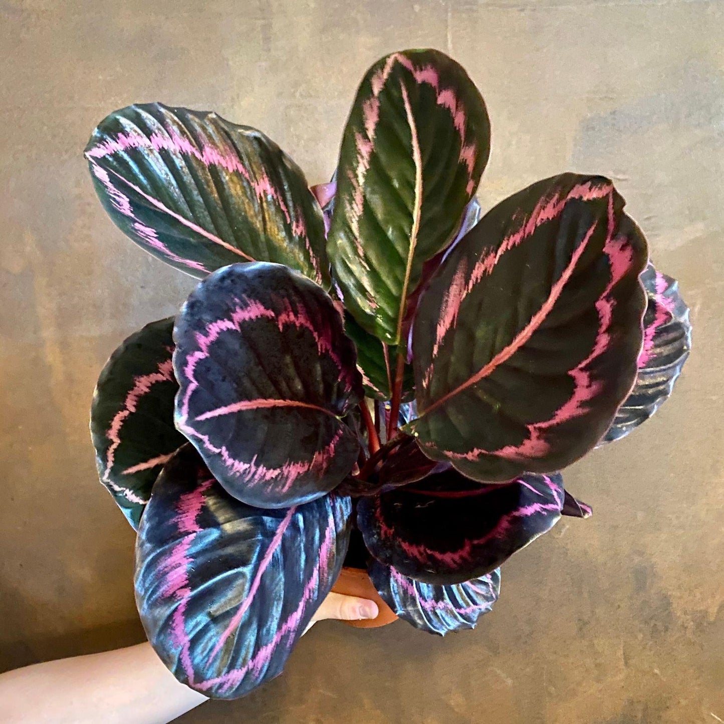 Calathea Roseopicta - View 3 from www redcrocus com