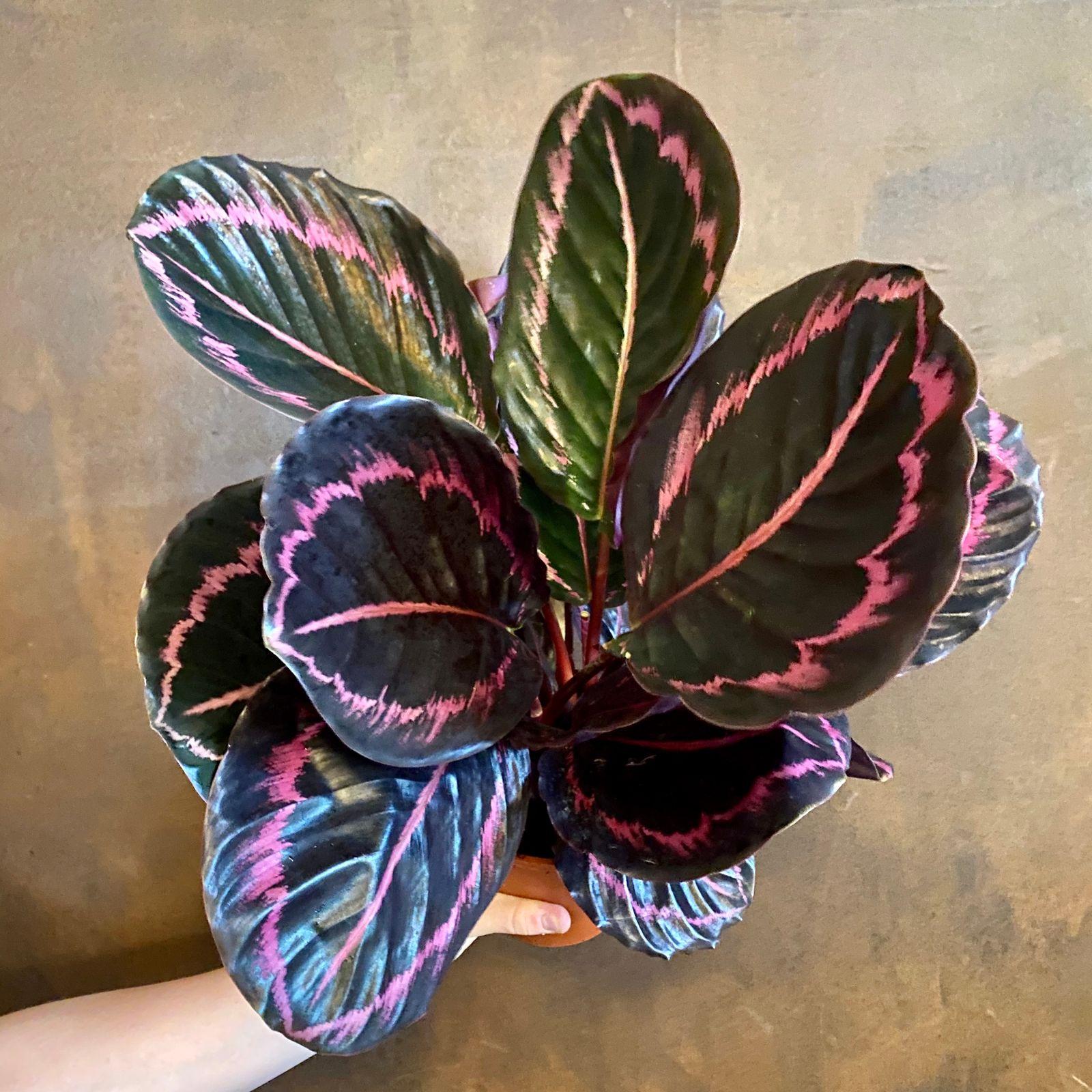 Calathea Roseopicta - View 3 from www redcrocus com