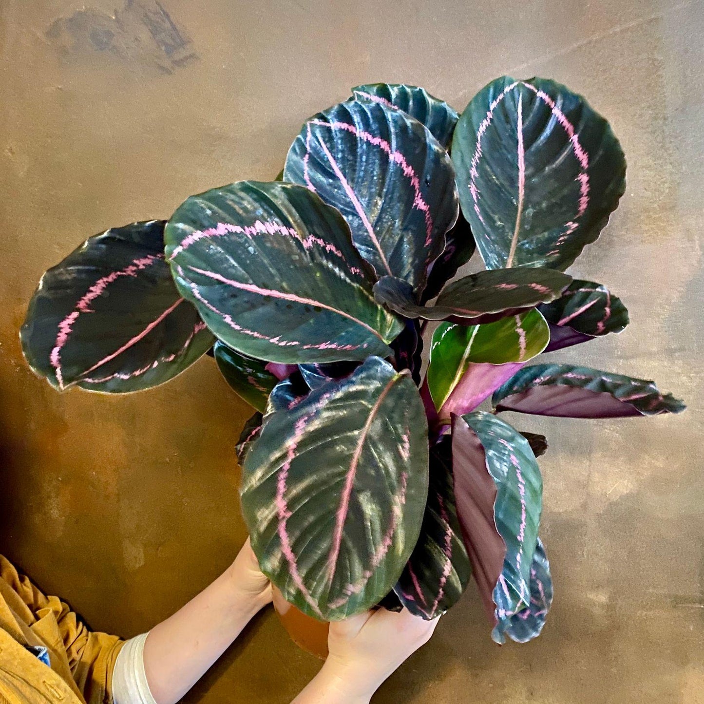 Calathea Roseopicta - View 4 from www redcrocus com