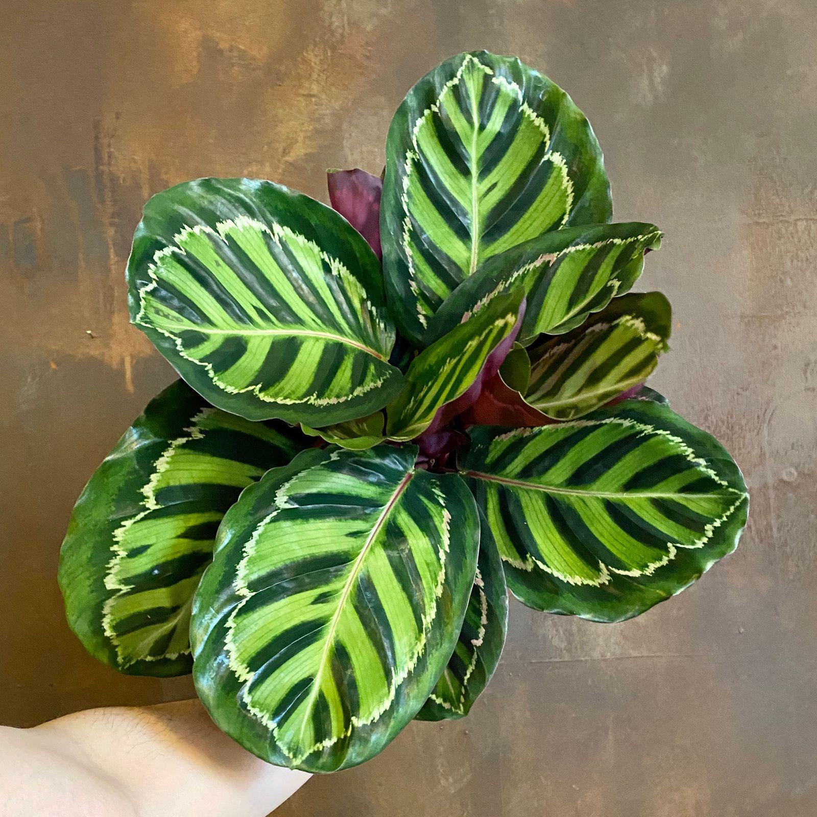 Calathea Roseopicta - View 6 from www redcrocus com