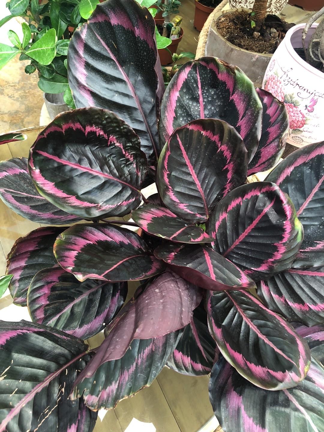 Calathea Roseopicta - View 7 from www redcrocus com