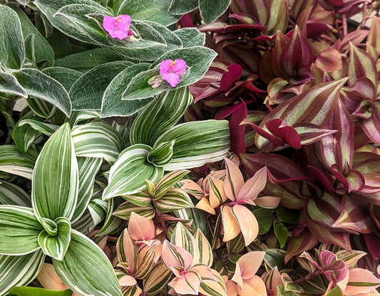 Tradescantia Assorted - View 10 from www redcrocus com