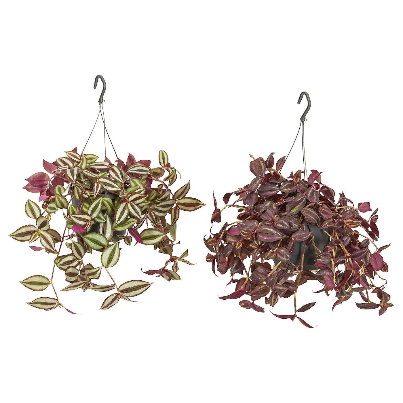 Tradescantia Assorted - View 14 from www redcrocus com