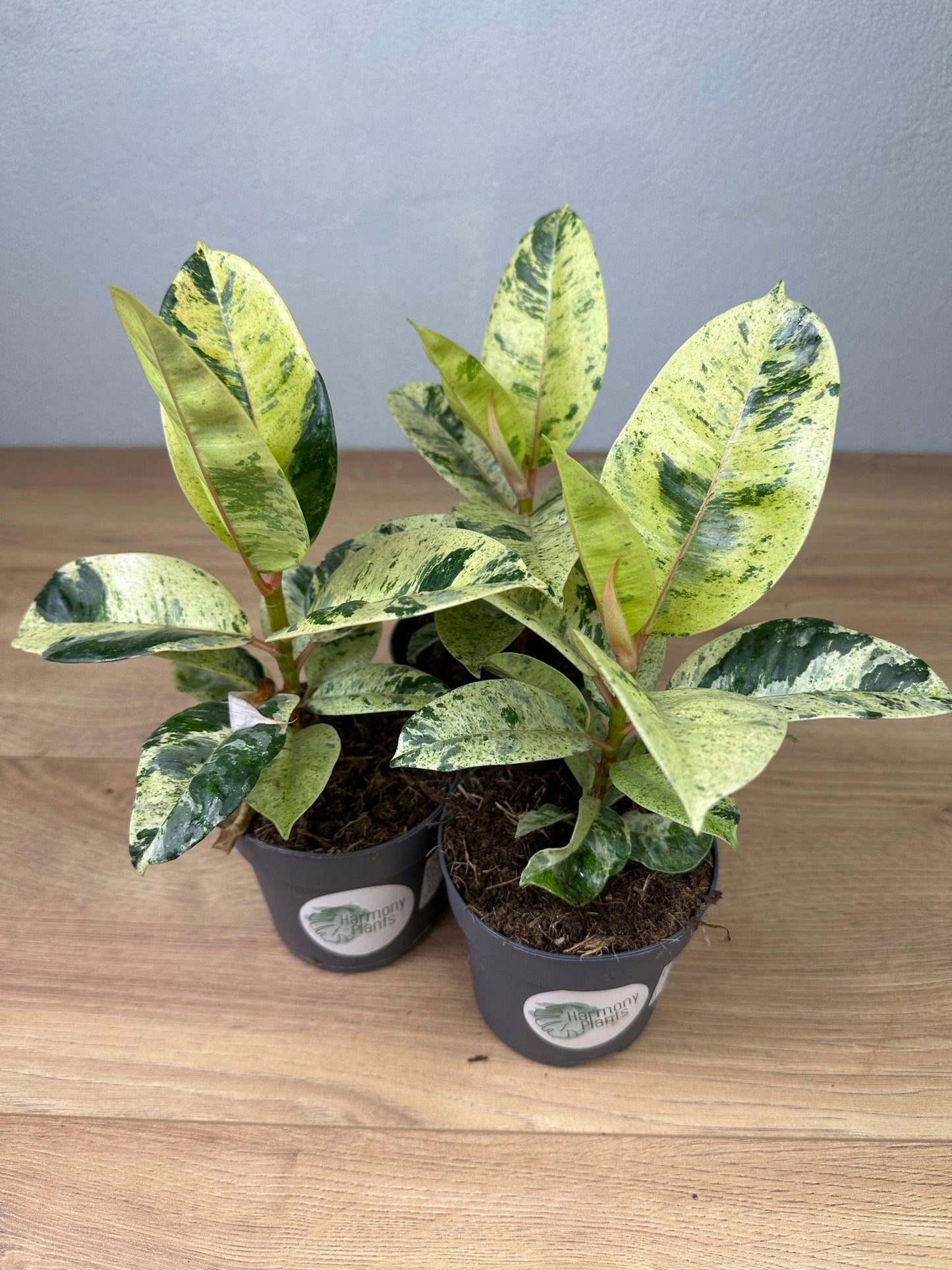 Ficus Shivereana Moonshine - View 16 from www redcrocus com